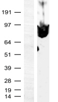 Myeloid zinc finger 1 (MZF1) Human Over-expression Lysate