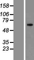 ZNF155 Human Over-expression Lysate