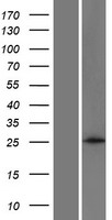 ANKRD46 Human Over-expression Lysate