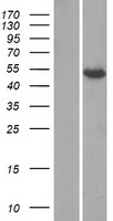 KCTD8 Human Over-expression Lysate