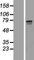 GALNT10 Human Over-expression Lysate
