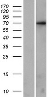 KLHL17 Human Over-expression Lysate
