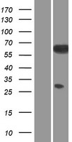 SRC Human Over-expression Lysate