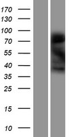 Leiomodin 3 (LMOD3) Human Over-expression Lysate