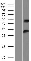 RSRC2 Human Over-expression Lysate