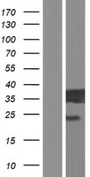 E2F6 Human Over-expression Lysate