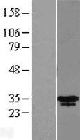 MLX Human Over-expression Lysate