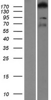 ARHGEF11 Human Over-expression Lysate