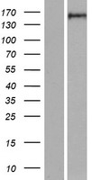 RGS12 Human Over-expression Lysate