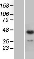 ING1 Human Over-expression Lysate