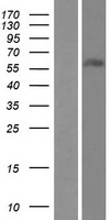 ZNF497 Human Over-expression Lysate