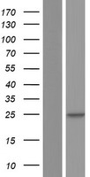 DERL3 Human Over-expression Lysate