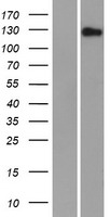 FAM83H Human Over-expression Lysate