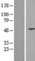 ZNF621 Human Over-expression Lysate