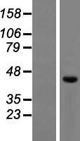 RUFY4 Human Over-expression Lysate