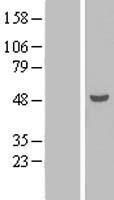 TEX9 Human Over-expression Lysate