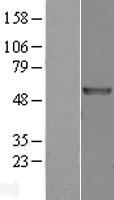 carabin (TBC1D10C) Human Over-expression Lysate