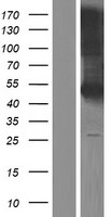 KLRG2 Human Over-expression Lysate