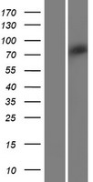 VWA2 Human Over-expression Lysate