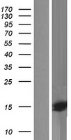 QRFP Human Over-expression Lysate