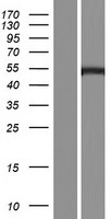PEAK3 Human Over-expression Lysate
