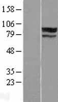 ZNF710 Human Over-expression Lysate