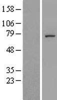 C5orf34 Human Over-expression Lysate