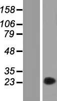 FAM89A Human Over-expression Lysate