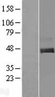 C1orf187 (DRAXIN) Human Over-expression Lysate