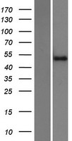 ZNF773 Human Over-expression Lysate