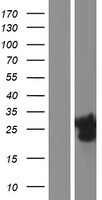 SBSN Human Over-expression Lysate