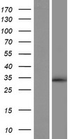 YJEFN3 Human Over-expression Lysate