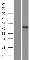NHLRC1 Human Over-expression Lysate