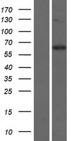 KLHL30 Human Over-expression Lysate