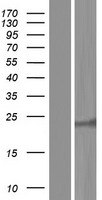 RAB15 Human Over-expression Lysate