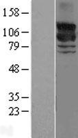 GRF2 (RAPGEF1) Human Over-expression Lysate