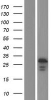 BCAS4 Human Over-expression Lysate