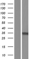 TFIIS (TCEA2) Human Over-expression Lysate