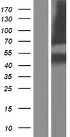 SERPINB8 Human Over-expression Lysate