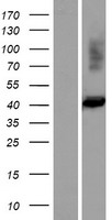 FIBP Human Over-expression Lysate