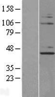 NUP43 Human Over-expression Lysate