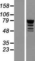 QRICH1 Human Over-expression Lysate