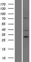 SIAH3 Human Over-expression Lysate