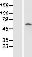FAM111A Human Over-expression Lysate