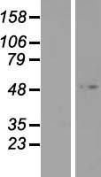 FOXD4L2 (FOXD4L3) Human Over-expression Lysate