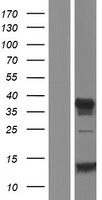 JHY Human Over-expression Lysate