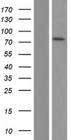 Cyclin M3 (CNNM3) Human Over-expression Lysate