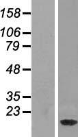 NDUF3 (NDUFAF3) Human Over-expression Lysate