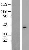 TBP2 (TBPL2) Human Over-expression Lysate