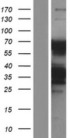 KLHL5 Human Over-expression Lysate